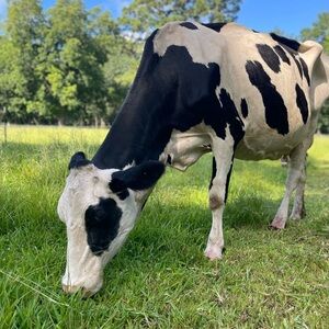 Welcome to my Posh! ✨